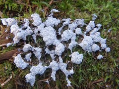 Fuligo septica candida