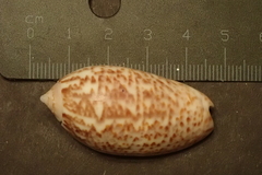 Oliva julieta