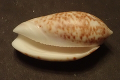 Oliva julieta