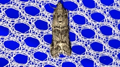 Anadelosemia condigna