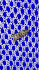 Anadelosemia condigna