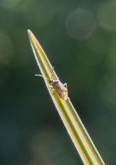 Eurystylus bellevoyei