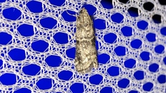 Anadelosemia condigna