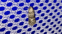 Anadelosemia condigna