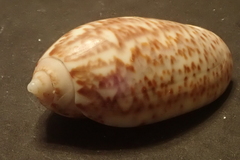 Oliva julieta