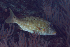 Lethrinus xanthochilus