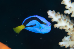 Paracanthurus hepatus