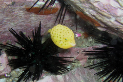 Anoplocapros inermis