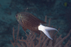 Chromis xanthura
