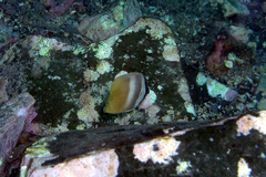 Chaetodon kleinii
