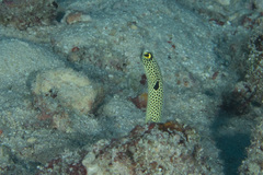 Heteroconger hassi