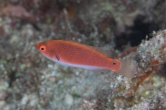 Cirrhilabrus punctatus