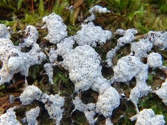 Fuligo septica candida
