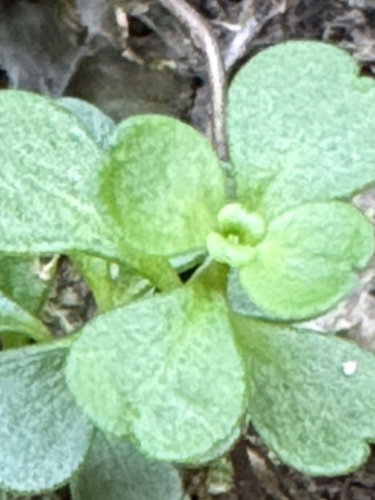 Sedum emarginatum, photograph 2