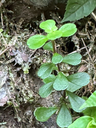 Sedum emarginatum, photograph 3