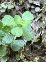 (c) carbapple, some rights reserved (CC BY) Sedum emarginatum, photograph (c) carbapple, some rights reserved (CC BY)