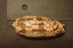 Oliva miniacea