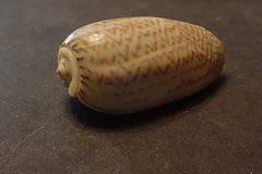Oliva mustelina