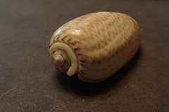 Oliva mustelina