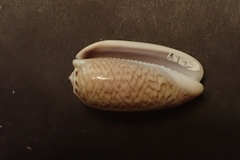 Oliva mustelina