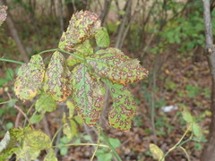 Rosisphaerella rosicola