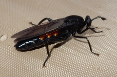 Mydas chrysostomus