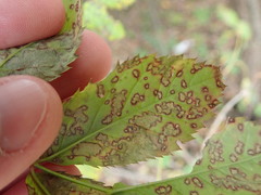 Rosisphaerella rosicola
