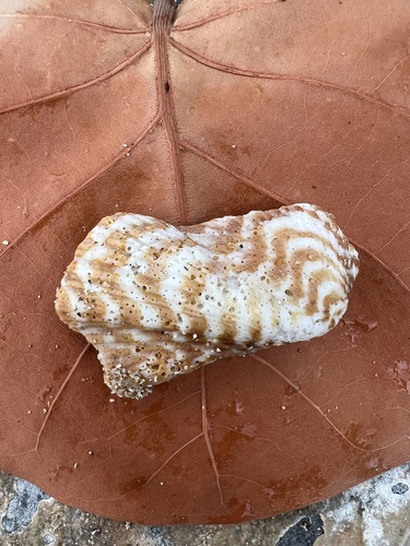 Panamic Turkey Wing (Arca pacifica)