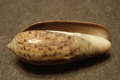 Oliva oliva