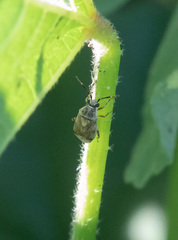 Eurystylus bellevoyei