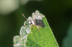 Eurystylus bellevoyei