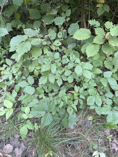 Iron River Dewberry (Rubus ferrofluvius)