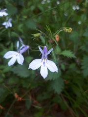 Lobelia pubescens