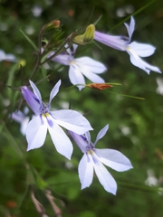 Lobelia pubescens