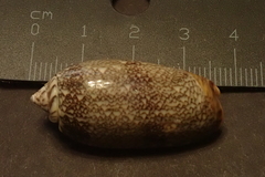 Oliva reticulata