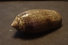 Oliva reticulata