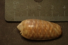 Oliva rufula