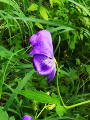 Aconitum fischeri