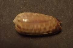 Oliva rufula