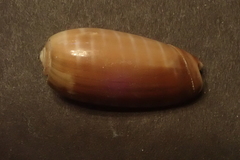 Oliva rufula