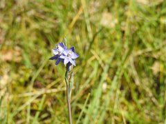 Thelymitra arenaria
