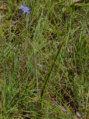 Thelymitra arenaria
