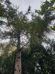 Larix decidua polonica