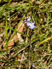 Thelymitra arenaria