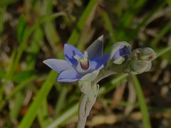 Thelymitra arenaria