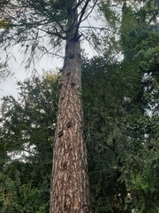 Larix decidua polonica