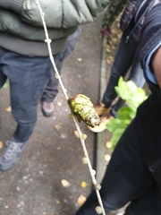 Larix decidua polonica