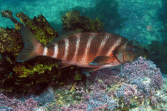 Chirodactylus spectabilis