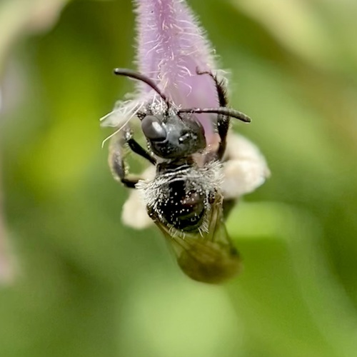 Beebalm Shortface photo 2