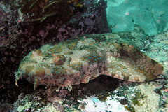 Orectolobus halei